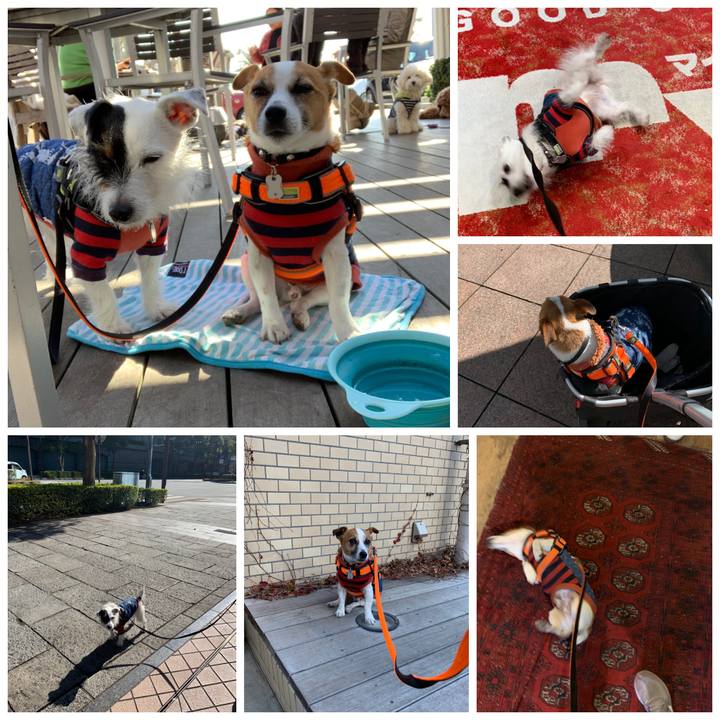 D3511434 5e0b 40e0 aa98 369d01423441 1549096073527