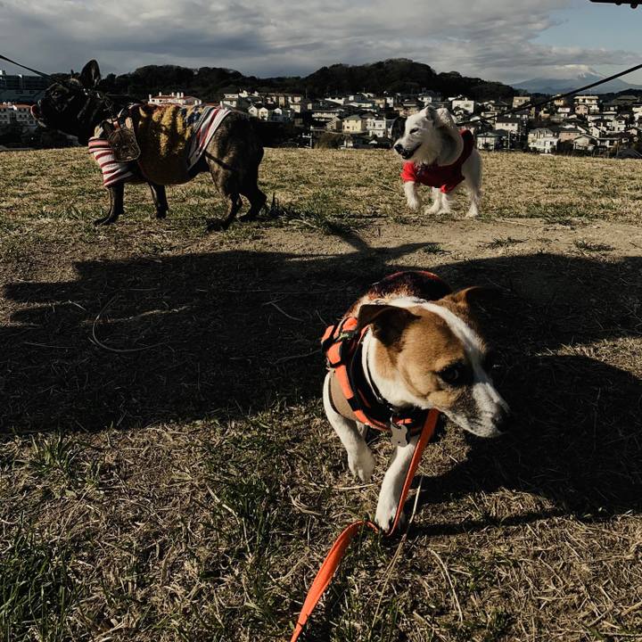 D3516a9d b244 4072 88d4 1f44a67226d0 1545962743778