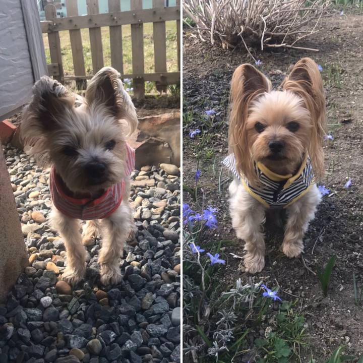 D3524e11 ed54 44fa a7f8 bc149bdb5fc2 1587463246456