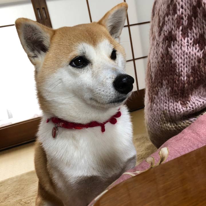 D358d6d8 1db2 4ac8 b90a 83e6b7fb4e7c 1546338614316