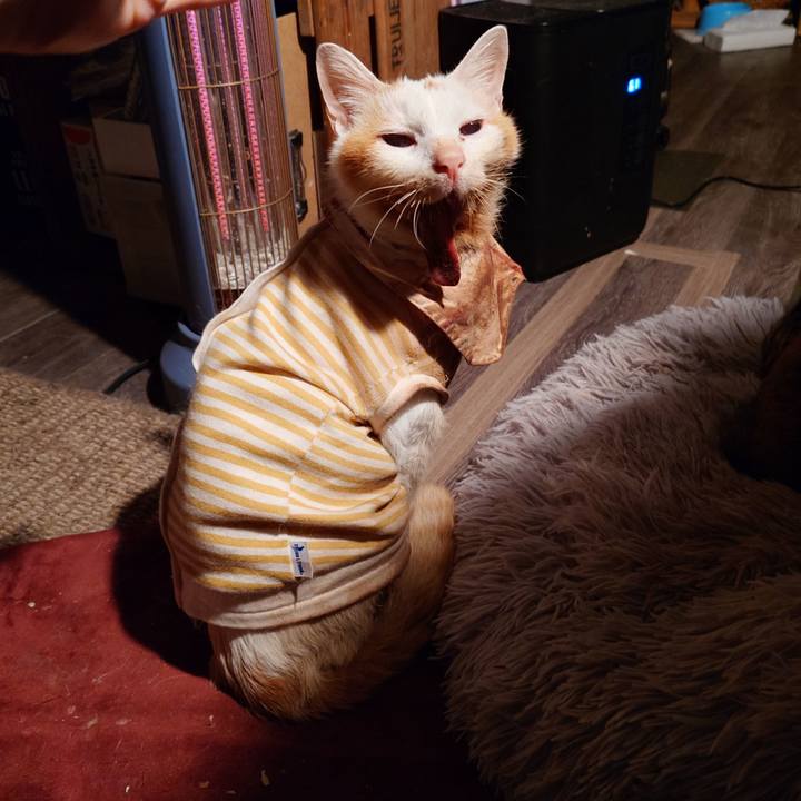 D3597b19 9335 44e0 ac08 27c1009ba133 1762432844290