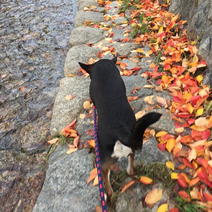 D35b0278 cc94 442c 9c7e b7728f6cde12 1510201196056