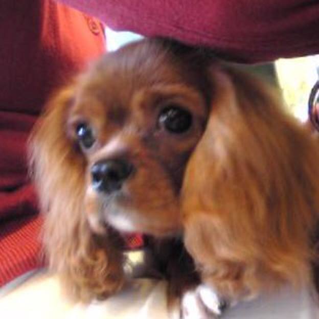 D35bffcf d50d 4612 9960 b24b5c7b88ba 1513778372822