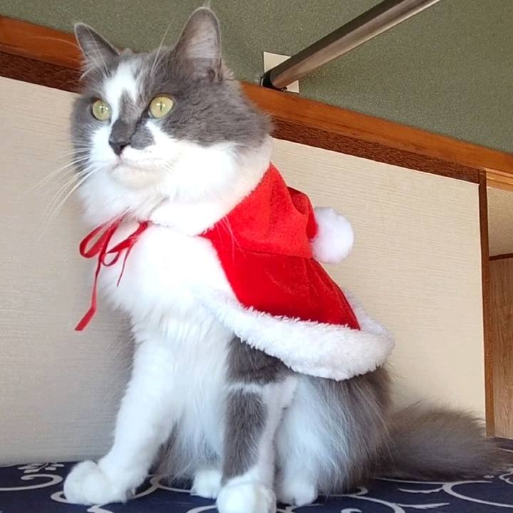 D364ba66 806a 41bf 80c8 7794feb8aecb 1734839054380