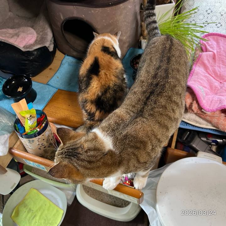 D36ad063 07aa 4999 b528 c4c3094c7957 1774303230233