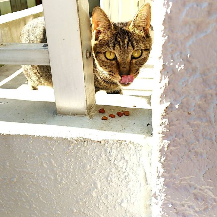 D36cd50f 4c0d 42c4 804a f54c1af0c1f5 1509515246122