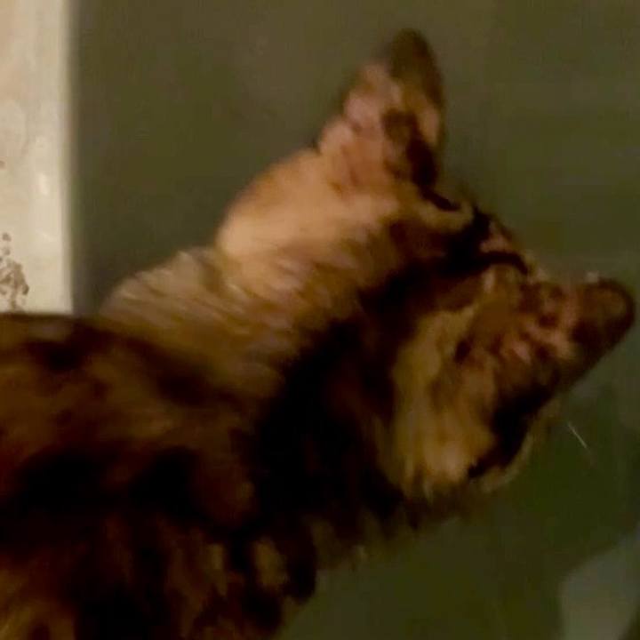 D36d4def 9b55 4eb0 b4de 00f25d38da85 1763757417191