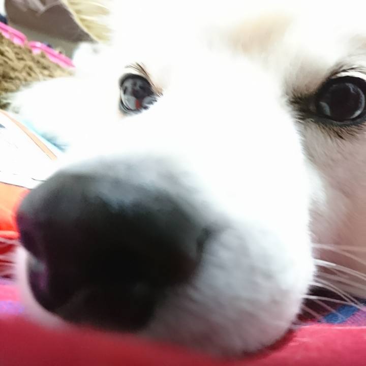 D375de43 429e 43cd b21e 242430d51b3c 1508878287145