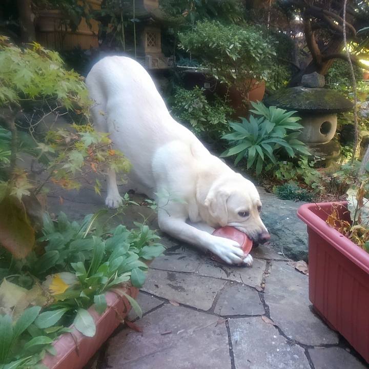 D377f4be d021 4fb2 9439 4a0b17bf45b4 1510043329010