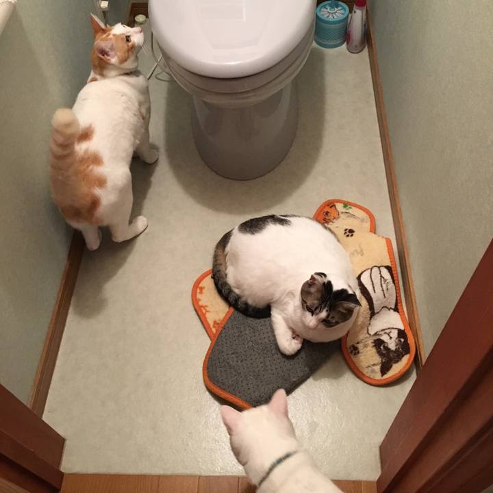 D37a8bf1 ca7c 4b92 b73d aa67b2cdbf2d 1553874965266