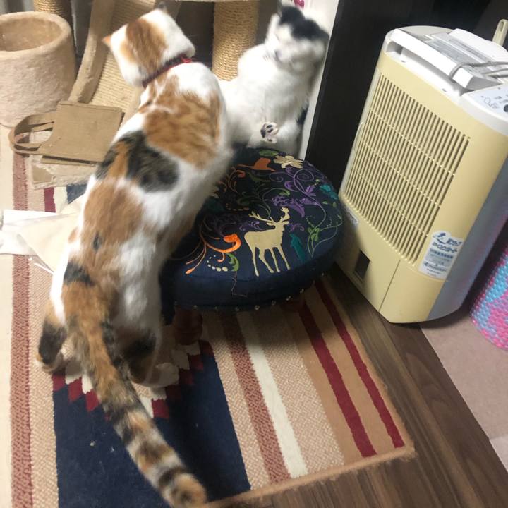 D37b22ae 34e7 463a ade1 8a480e19e7fe 1581692405373