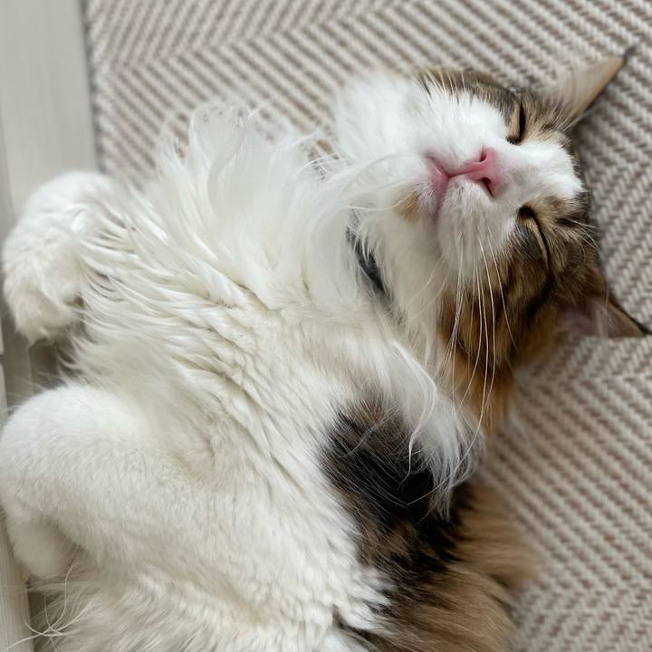 D37ca60e 2021 4a38 92b8 f3cd2e7b238a 1651198617463