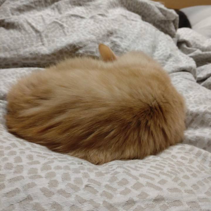 D37d45bf d1c4 4ed6 aa47 829239c3cf1d 1733023649933