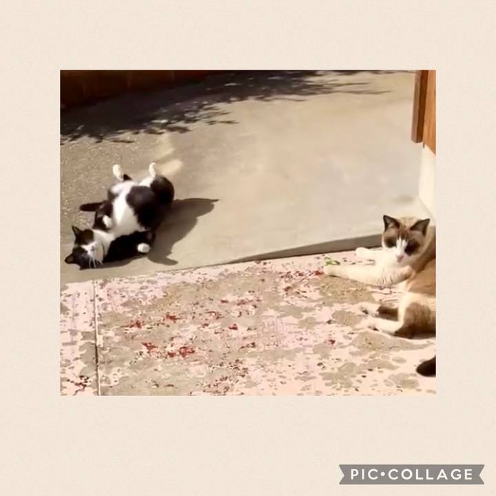 D37ef4e3 7071 4174 b2ad e699cacac24d 1739411035700