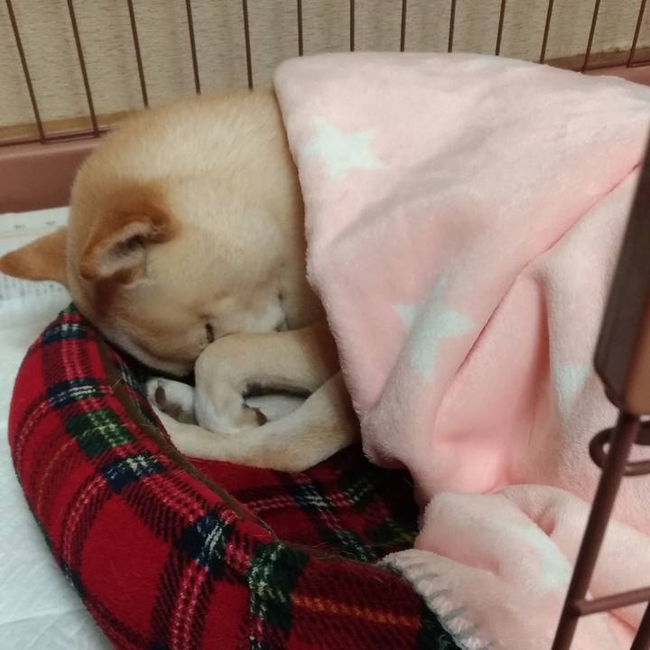 D38335ba 62c9 4eb6 92f1 3d52fc7e1714 1545740418495