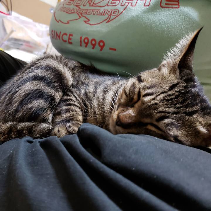 D3869682 85c8 4191 b49a d568f0dbc58d 1541928634853