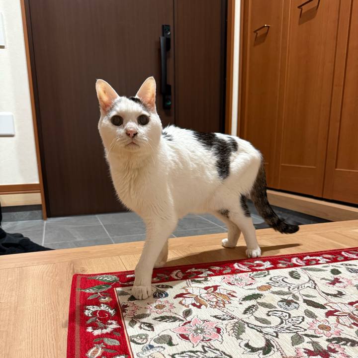 D387606a cc52 4752 9471 95bec2753502 1766564813413