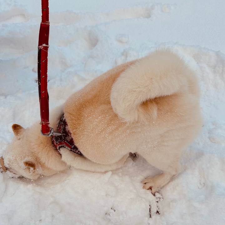 D38bb252 6580 4552 ae80 6b49959a3fa1 1763420805345