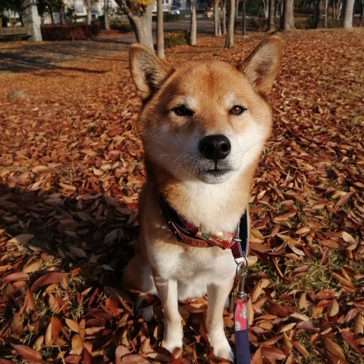 D3955d89 1011 4bc4 928f 5dbf8cedb7ca 1605657080078