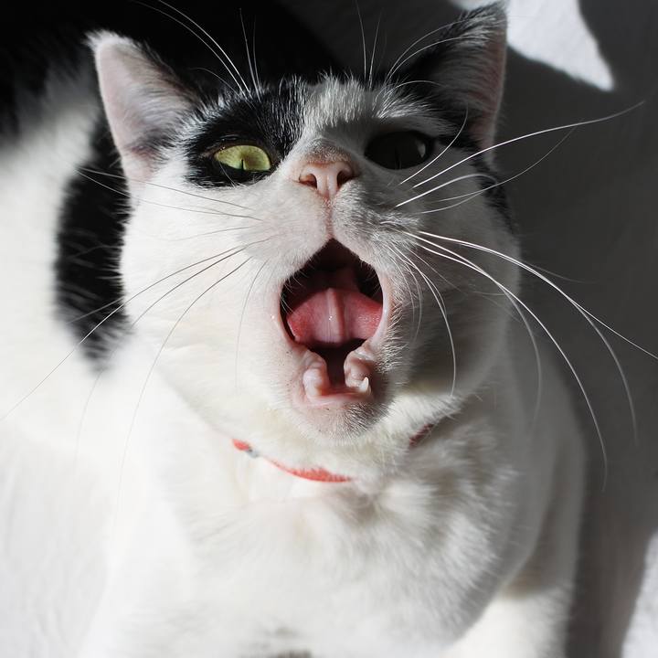 D397d7b4 c2db 414a 80e9 4fc723f8aea4 1511337572451