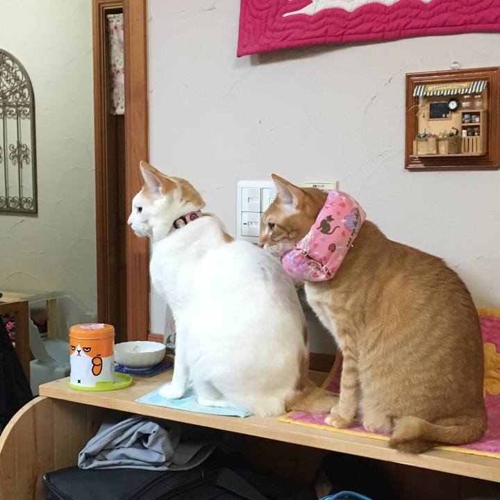 D398031b b0e6 45dc a17c b83af1af335d 1517745412690