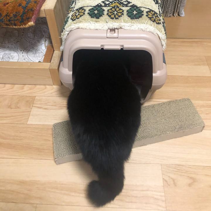 D39a59ee 1258 45d6 94f6 7fb5fe0f5ac1 1580856242964