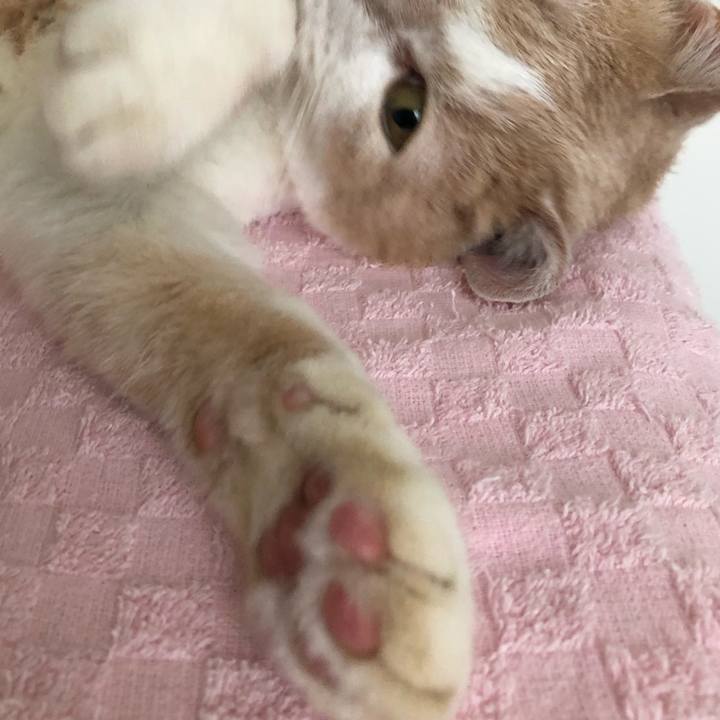 D39bb207 8cae 4c7f ab2a ceb0580a63d5 1530243194714