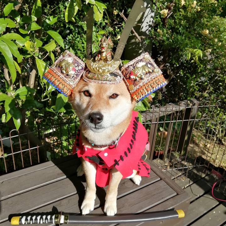 D39be0e4 396f 4a2f 8fb0 d4553f671ed2 1588841064582