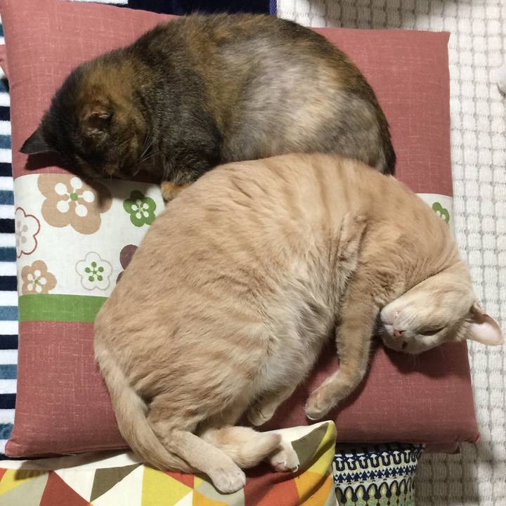 D39cc9e3 b692 4dd5 859c f4db554d4563 1526597211021