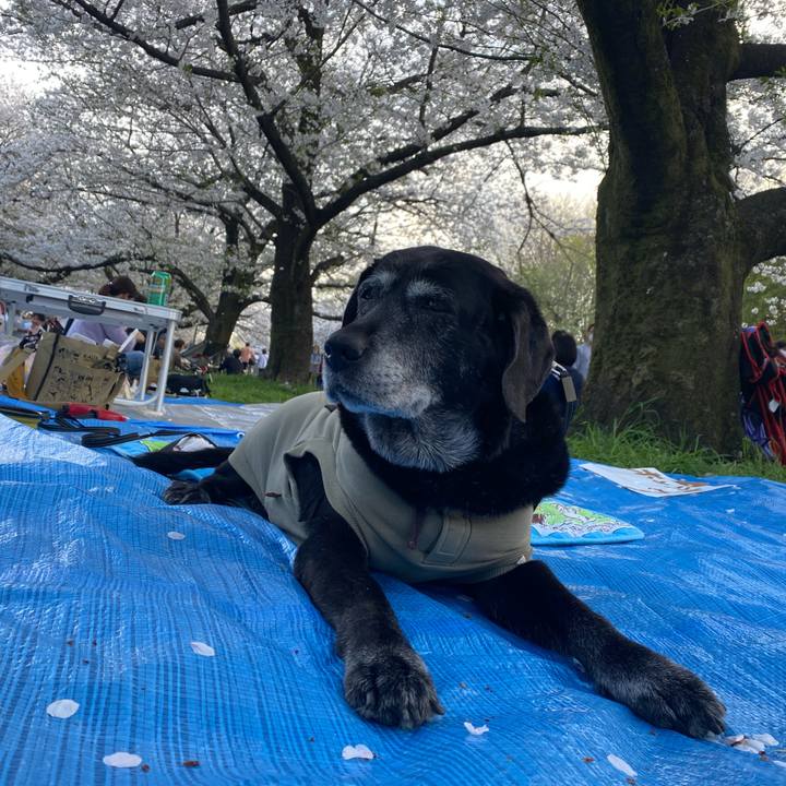 D3a25822 9e3f 422f bcec b6620714bace 1712475058583