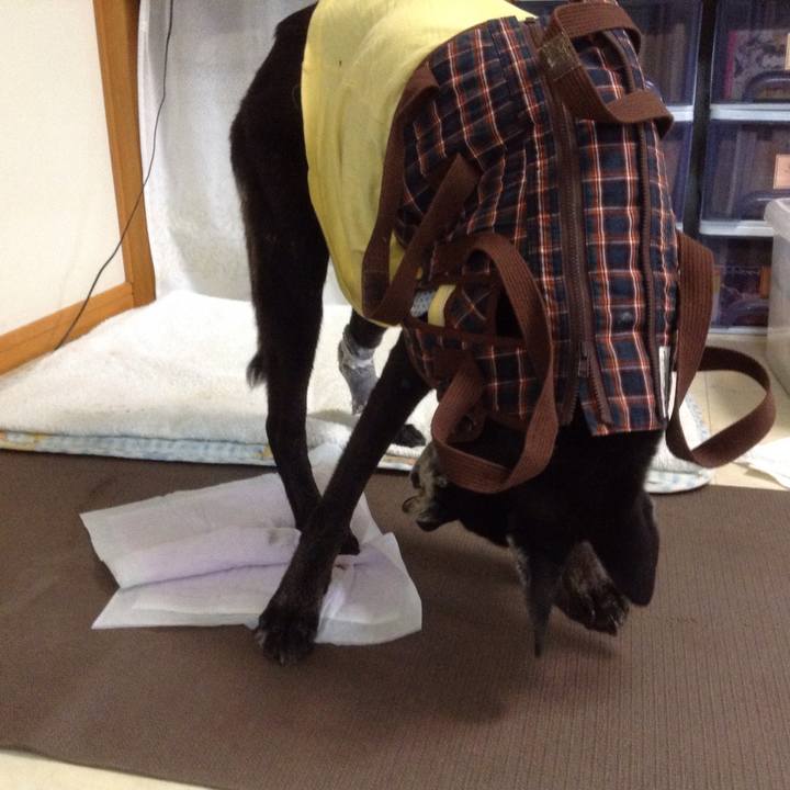 D3a60096 5018 44a4 b431 cd53ce4046a0 1517023935225