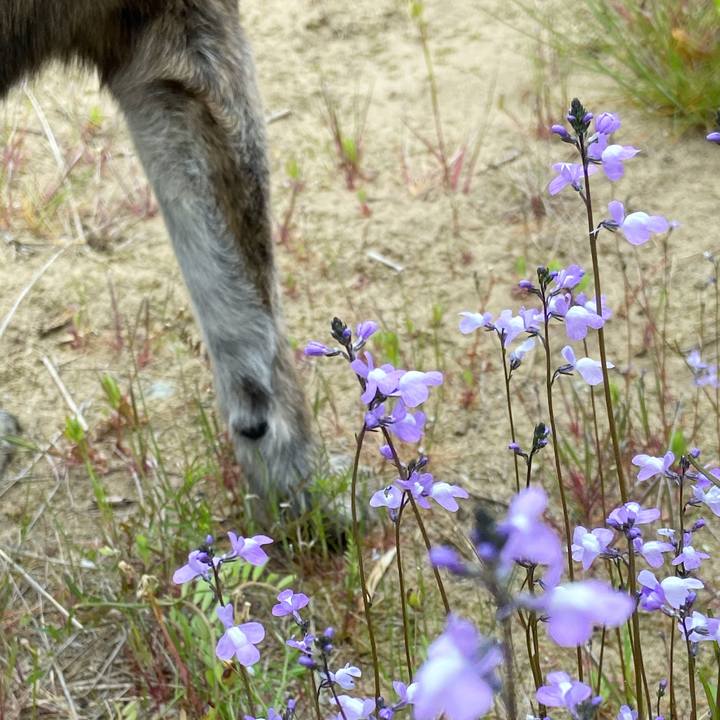 D3a8f90a 9e7b 46c4 b535 3eb302600f5b 1588286768140