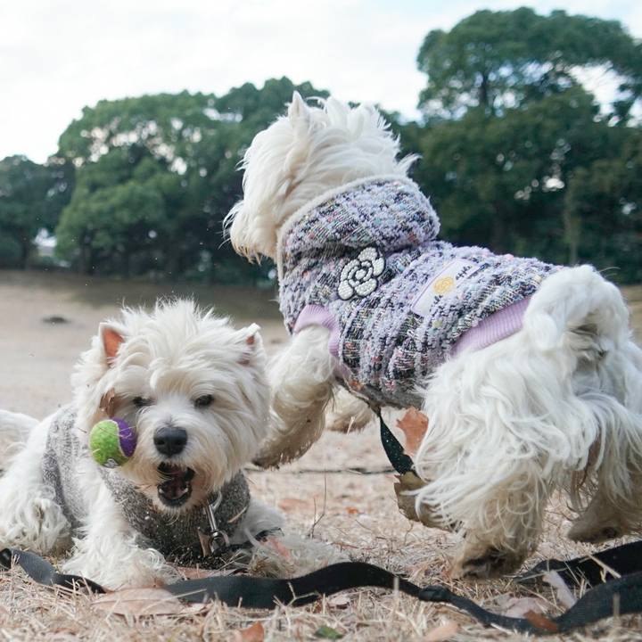 D3a9b957 e1dc 44e1 a728 a42ea12d2967 1513893985022