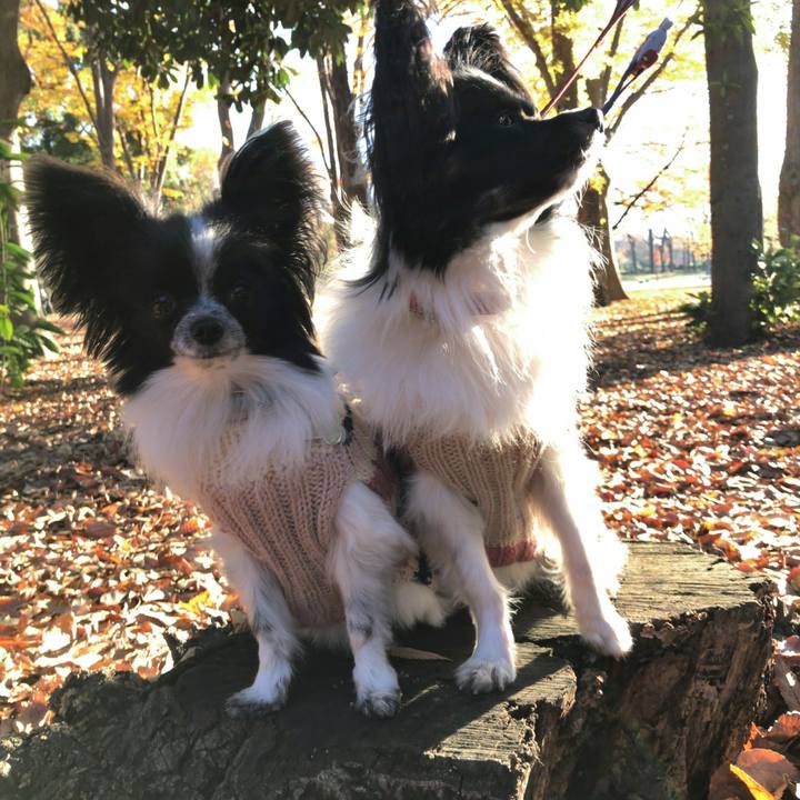 D3ad5680 7f5a 416a a46d 032e1b581469 1511739585135