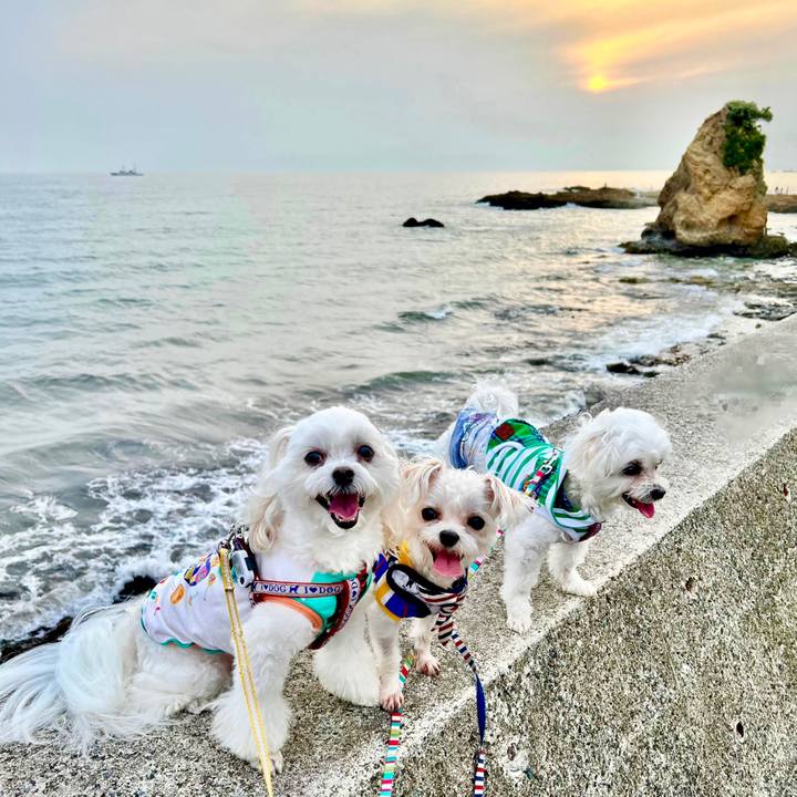 D3b82404 bee1 40bc 818b 6a4f3fe1422c 1650782069124