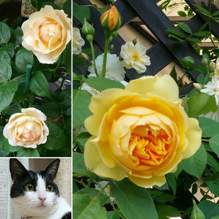 D3ba58f5 4316 4d1c a289 47cf8baad0ed 1559002617251