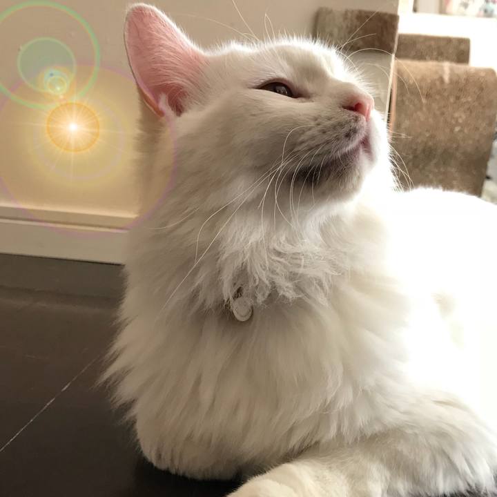 D3be8af2 905f 4a06 a7f0 5f25127b8eed 1532786009676