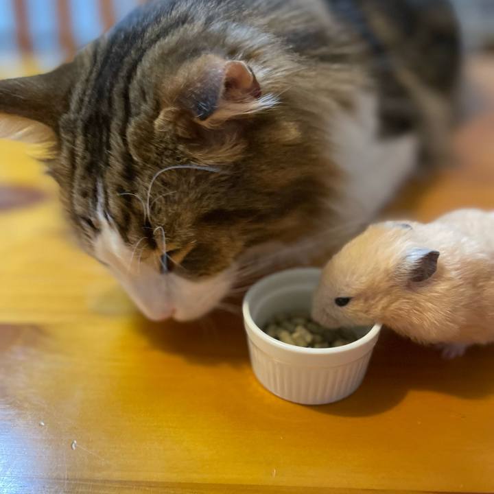 D3cbc802 691e 456f a80d 74f8b6b59731 1657914834707