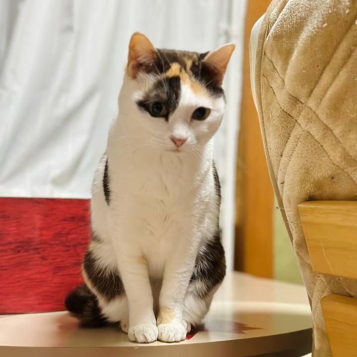 D3cdeecd c721 494c aceb 015a09ce777e 1684373336346