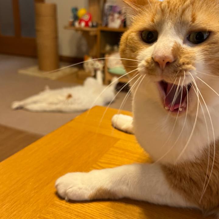 D3cdf024 d441 4db1 ae36 1f736ab7aaea 1773836051902