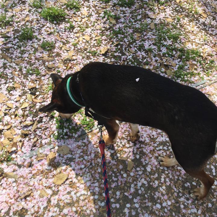 D3d54e61 4a60 451e bbd2 f2201f673ff0 1523149647541