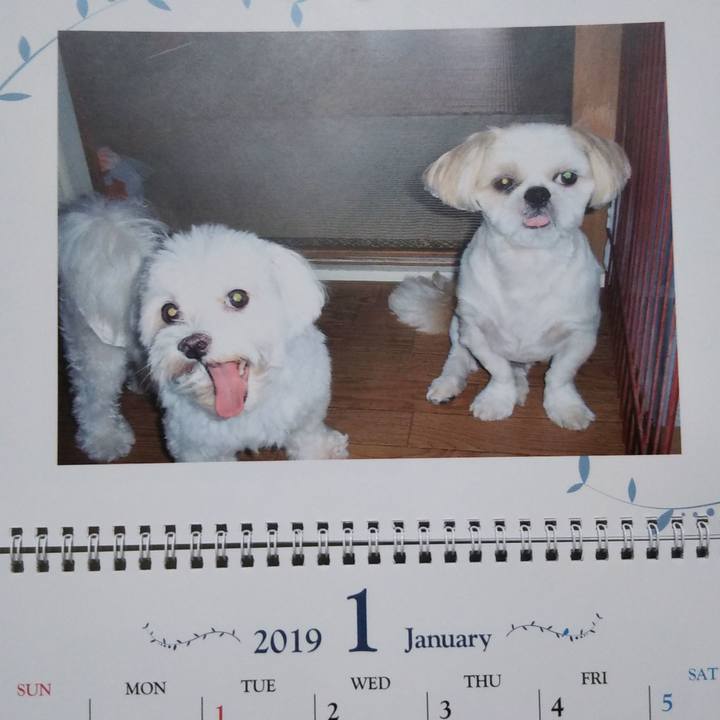 D3daa6ea 763b 4d4f 82be c3e16b8db045 1546422511584