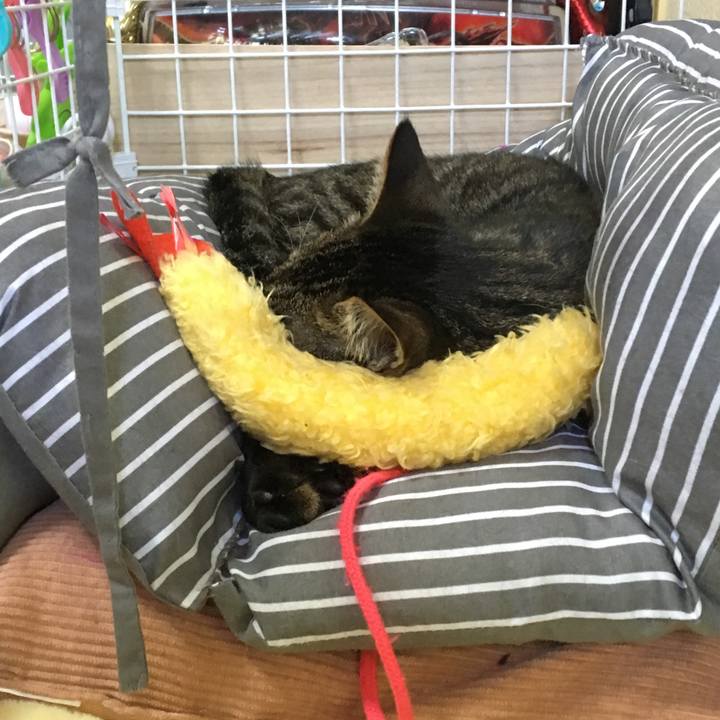 D3e3e830 63e2 4d4c b921 b6b0a05a12fb 1553314735025