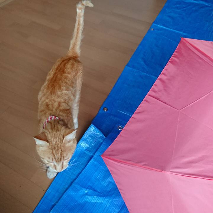 D3e4966d efef 444a 9e8e 6521bd3892a2 1560936567599