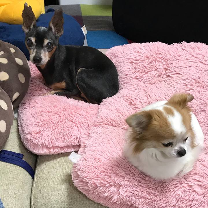 D3e52520 5ca3 488d 84d9 b52b57da35ef 1519645932964