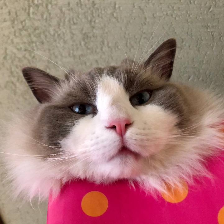 D3ea278e 4656 4280 8cc5 5c9a4934ccd2 1584852519376