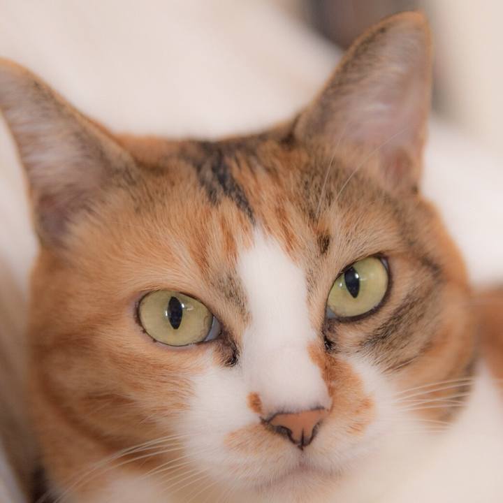 D3edd28e cf6a 4c12 a4e3 e92baa488cf4 1541290675724