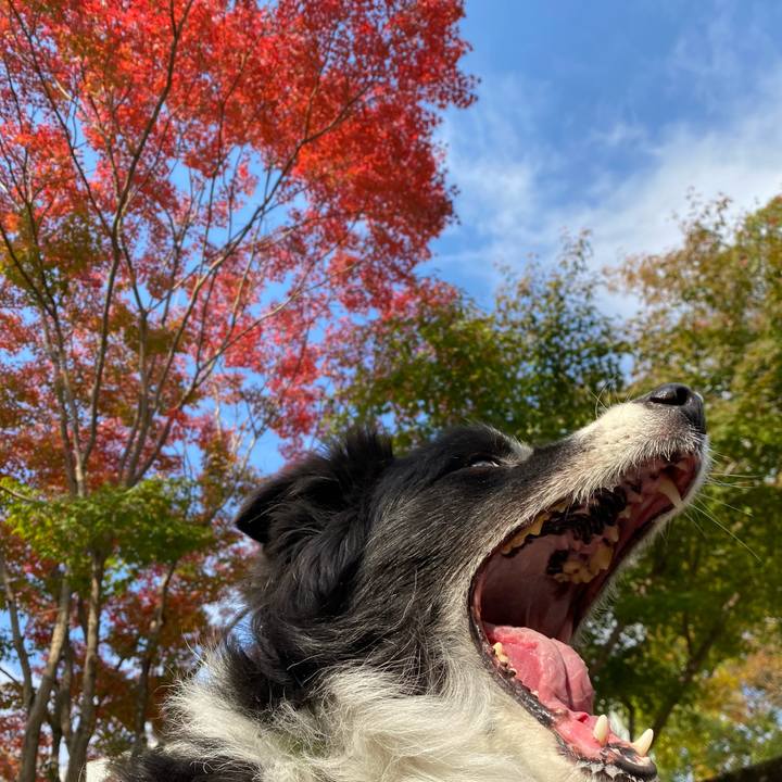 D3f4f2d9 00bd 4a0a be30 b56c48ed4ad7 1635901615046