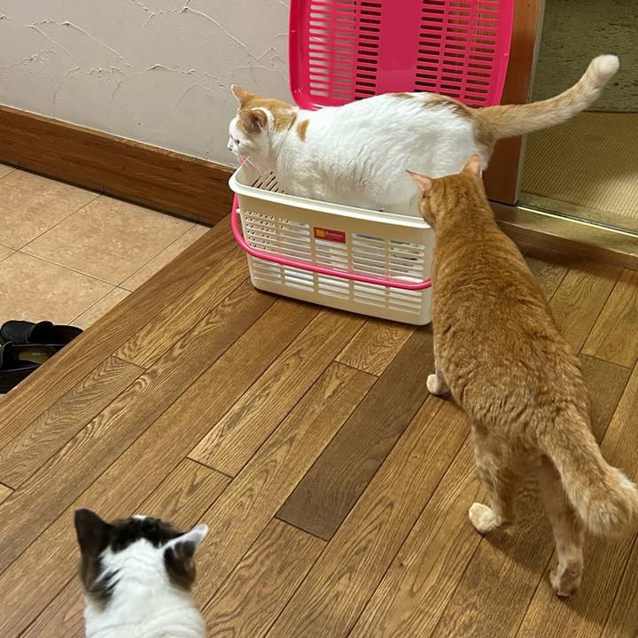 D3f66c23 ff52 418f a836 8bbecbc3ab08 1688338045610