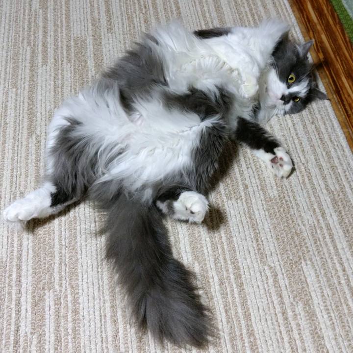 D3f74bd9 534a 4f72 a53c cd3547d25893 1619084432309